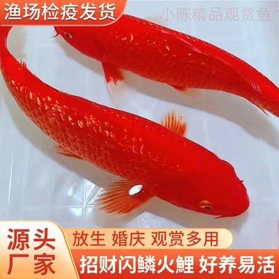 活体大型观赏鱼黄金白金黑金红白三色锦鲤全红火鲤冷水观赏鱼耐活