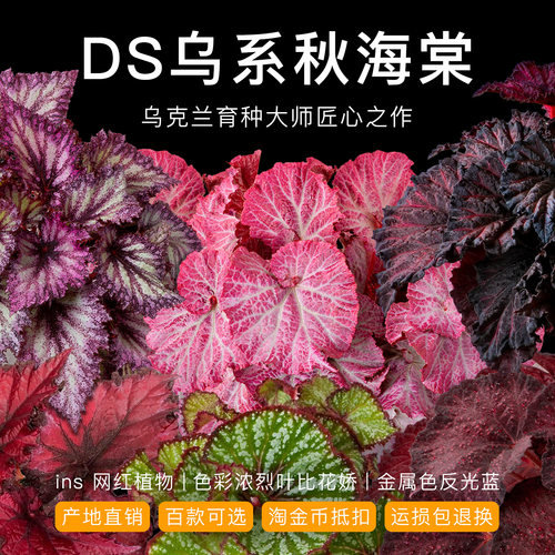 DS乌系秋海棠客厅室内耐旱阴好养