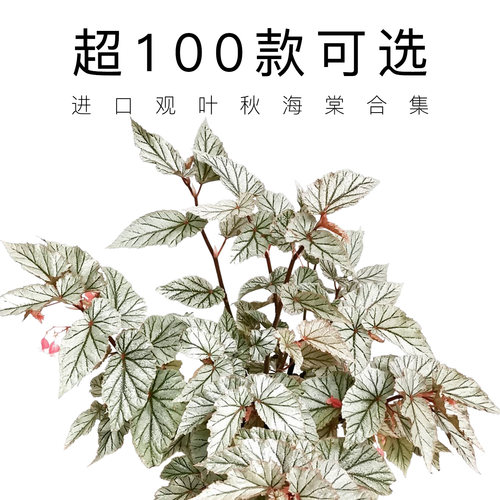 网红观叶秋海棠新奇开花盆栽植物