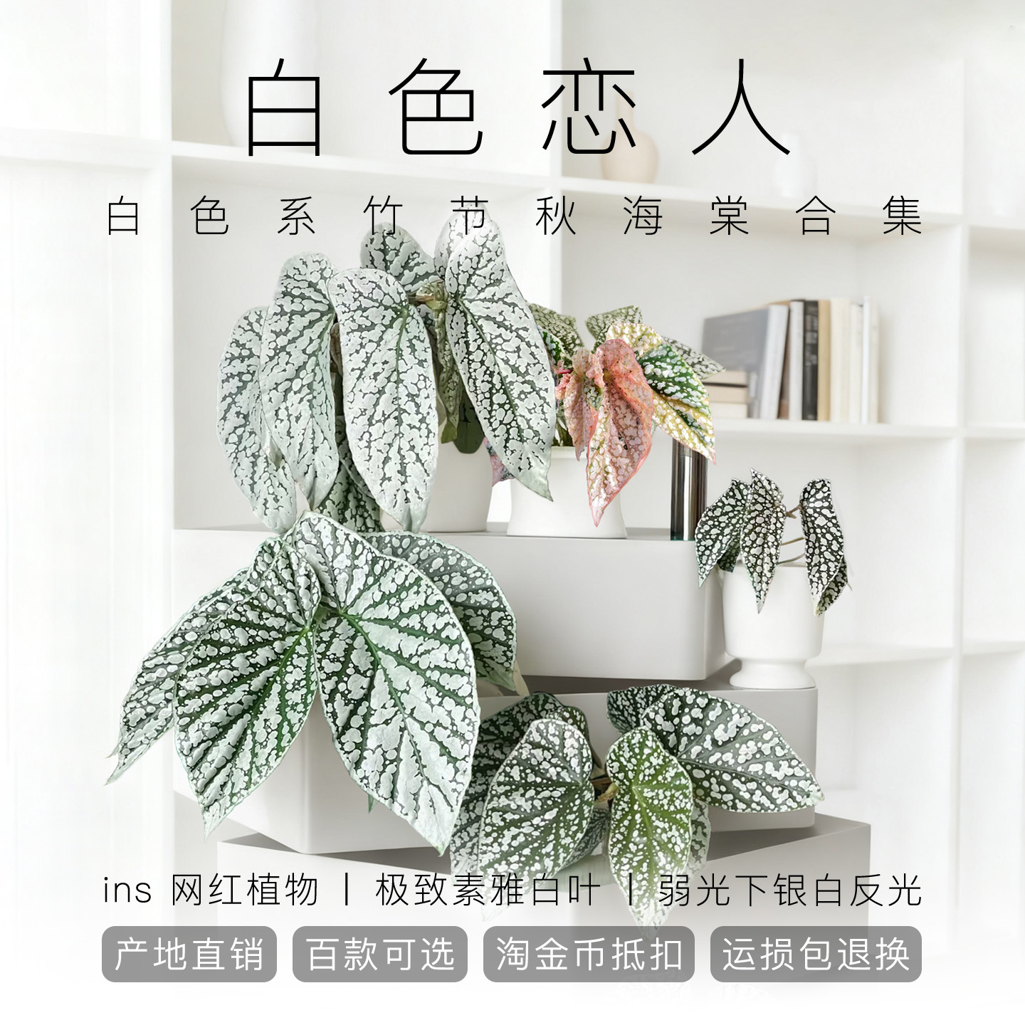 白色秋海棠室内网红盆栽好养耐看