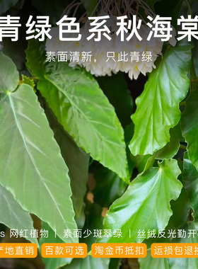 青绿色系竹节秋海棠棱镜怦然华丽素贞网红开花绿植物室内耐阴盆栽