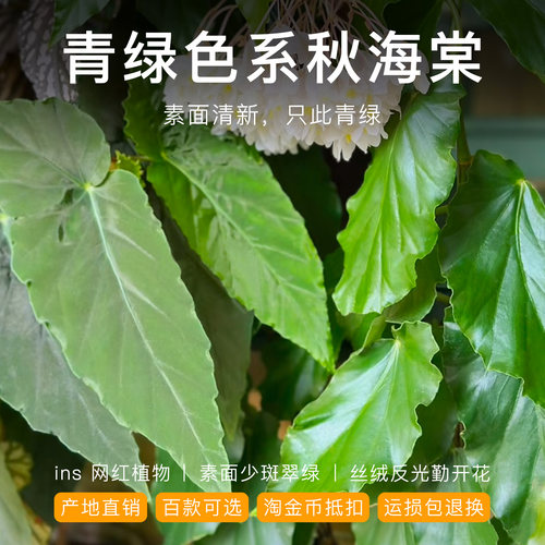 青绿素面秋海棠开花耐阴室内好养