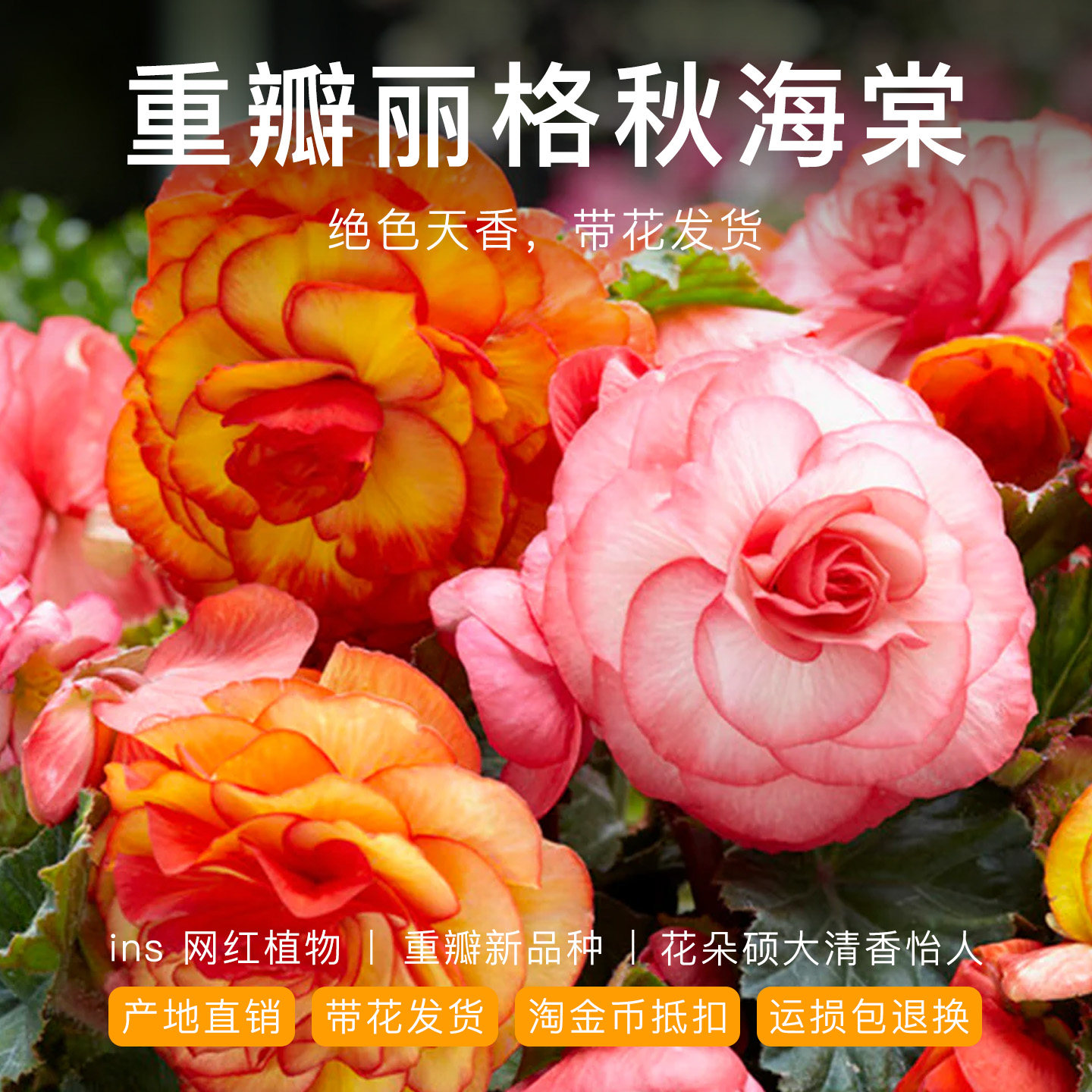 重瓣丽格秋海棠带花发货四季开花宿根热带绿植物室内阳台花卉盆栽,鲜花速递/花卉仿真/绿植园艺,秋海棠,淘宝优惠券,粉丝福利购,淘宝优惠卷