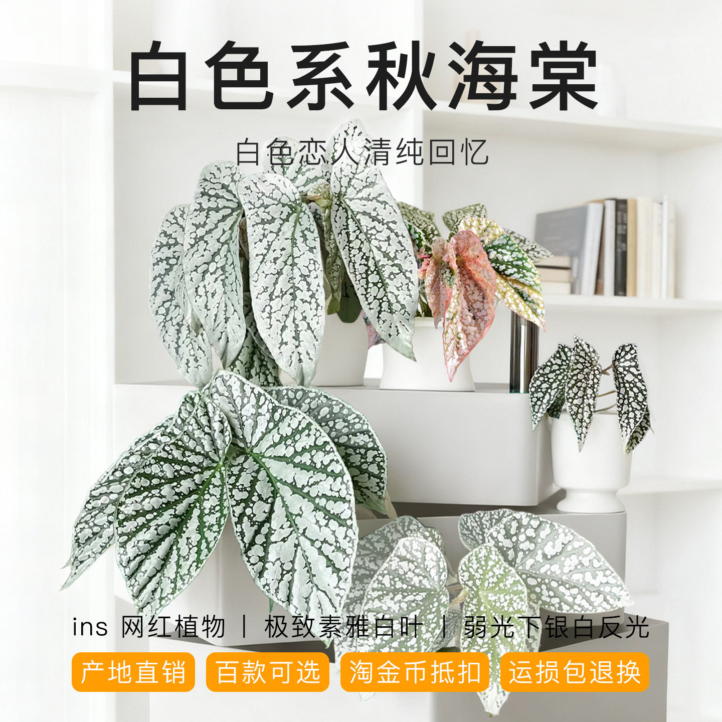 白色系秋海棠 ins网红室内盆栽植物猫耳朵梨花胡安妮塔富士山白冰,鲜花速递/花卉仿真/绿植园艺,秋海棠,淘宝优惠券,粉丝福利购,淘宝优惠卷