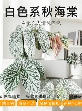 白色系秋海棠 ins网红室内盆栽植物猫耳朵梨花胡安妮塔富士山白冰