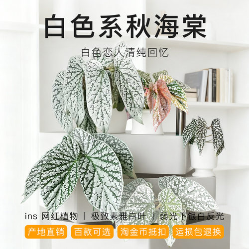 白色秋海棠室内网红盆栽好养耐看