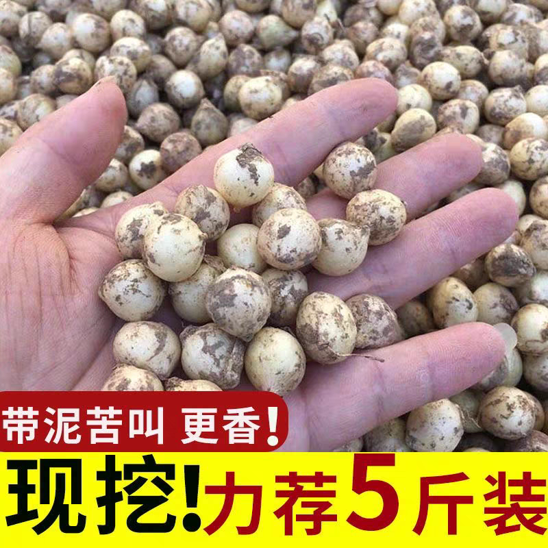 重庆苦藠头茭头现挖新鲜腌制小根团葱特产苦荞蒜头野葱薤白茭团