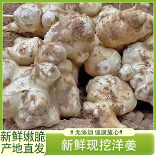 洋姜新鲜现挖野鬼子姜菊芋农家姜不辣蔬菜酱菜泡菜产地洋姜批种子