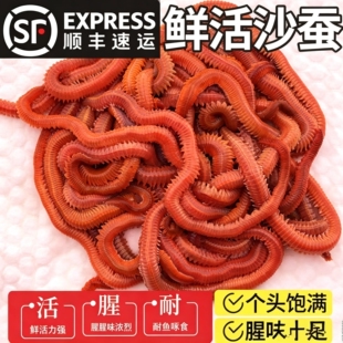 鲜活活沙蚕活饵红虫青虫海蜈蚣蚯蚓海钓鱼饵包矶钓饵料沙蝉沙虫