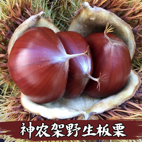 神农架野生小板栗新鲜现摘香甜糯