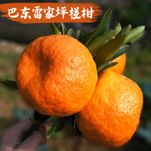 清江巴东雷家坪椪柑橘芦柑宜昌长阳农家自种孕妇新鲜水果当季现摘