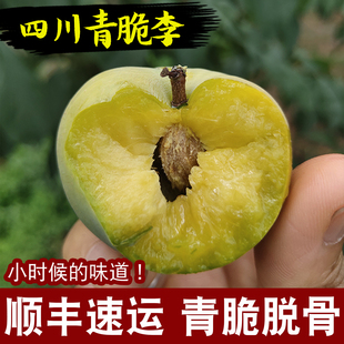 顺丰速运老品种青脆脱骨李子四川重庆巫山脆李新鲜水果孕妇当季