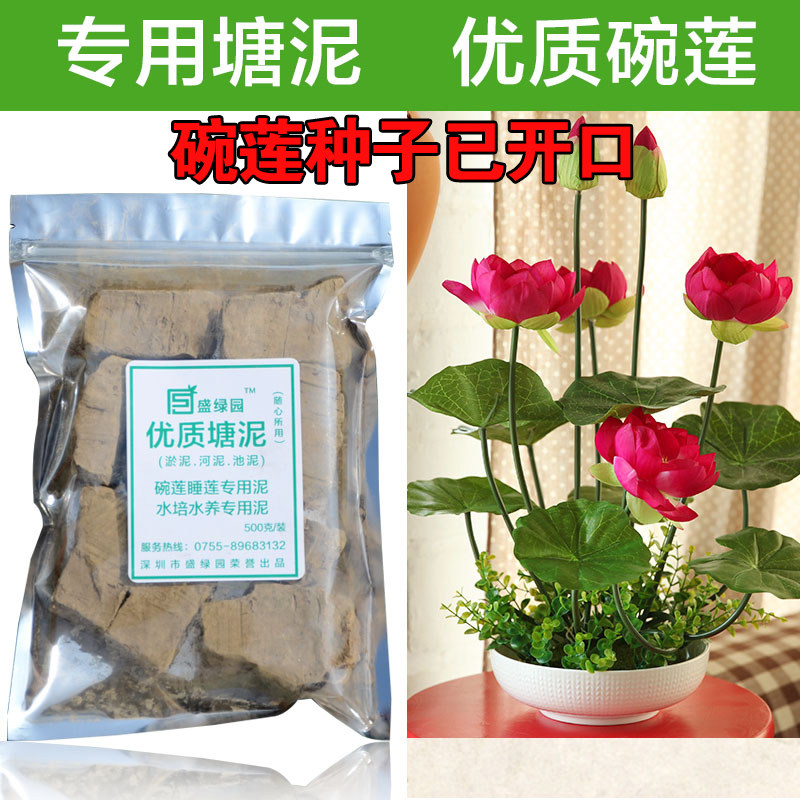 四季播 碗莲种子河泥塘泥淤泥碗莲睡莲水生 水培绿植莲花种子