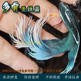 中国斗鱼多骨无纹蓝活体观赏鱼淡水冷水免加温免打氧鱼苗亚成成鱼