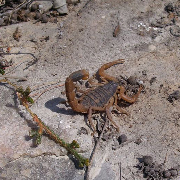 蝎子活体沂蒙野生超大活蝎子油炸泡酒食用煲汤活虫全虫全蝎中药材-封面