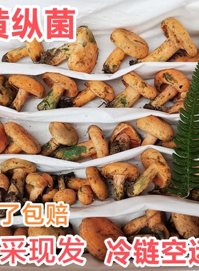 四川新鲜野生谷熟菌松树菌松乳菇松菌重阳菌雁鹅菌铜绿菌野菌
