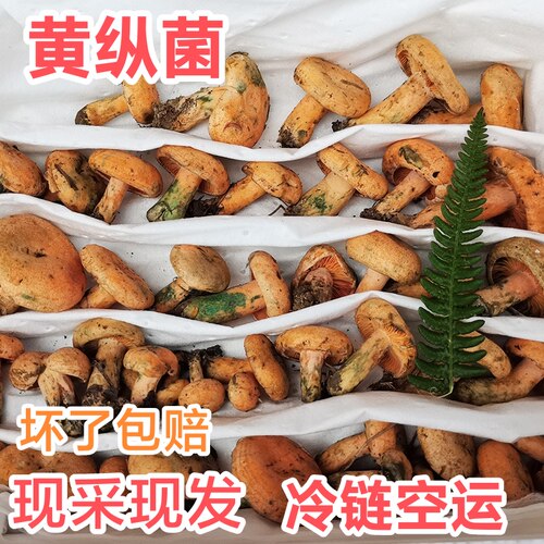 四川新鲜野生谷熟菌松树菌松乳菇松菌重阳菌雁鹅菌铜绿菌野菌