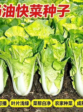 快菜四季奶油小白菜鲜嫩阳台小院耐热耐寒蔬菜种源