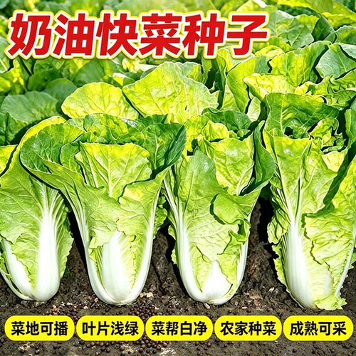 快菜四季奶油小白菜鲜嫩阳台小院耐热耐寒蔬菜种源
