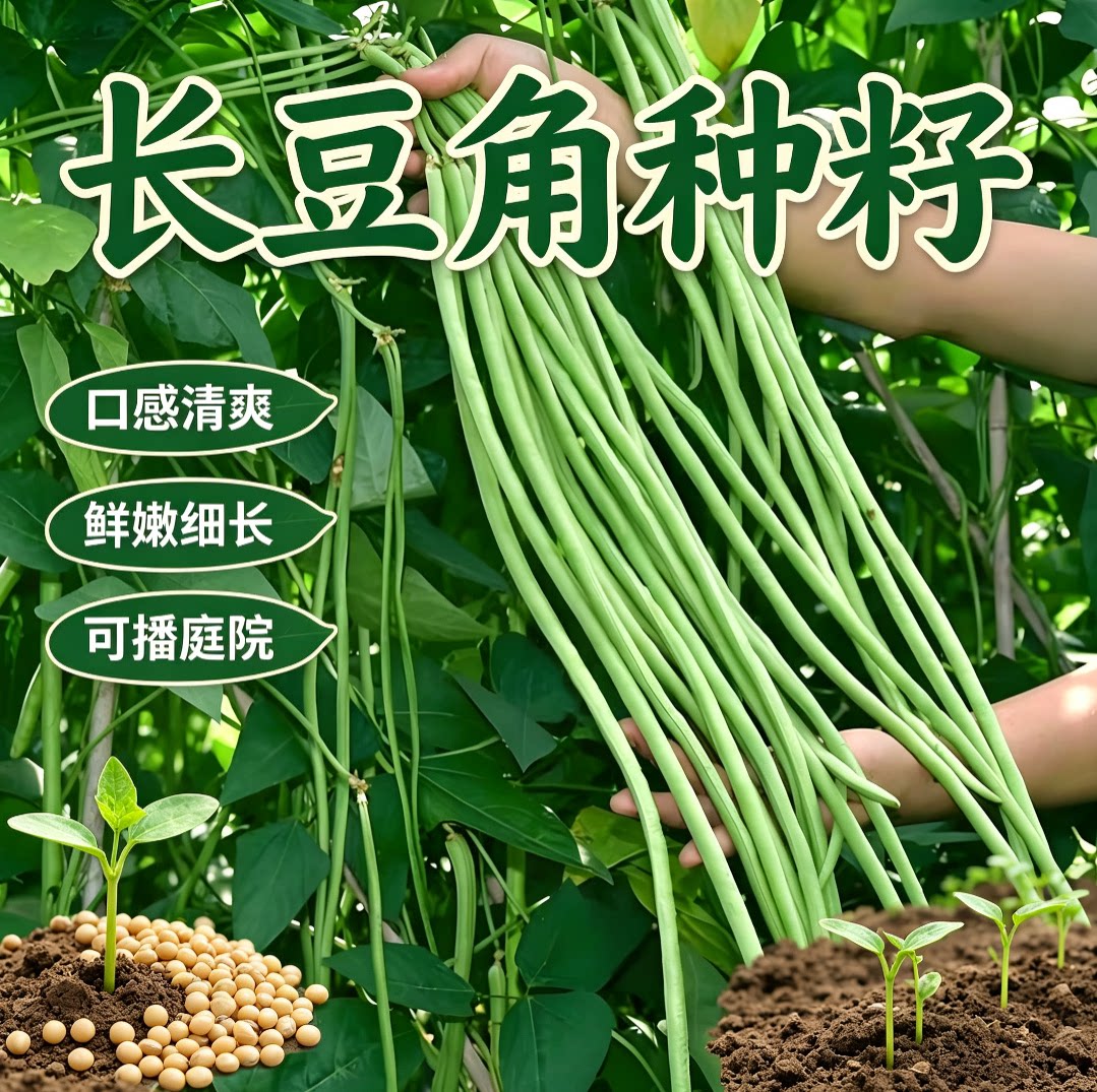 无架长豆角种子不搭架豇豆绿色蔬菜种子无筋农家新鲜正品懒人豆角图片