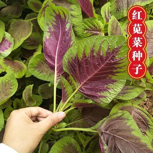 红苋菜种子  庭院种菜阳台盆栽蔬菜籽 红米苋 四季播