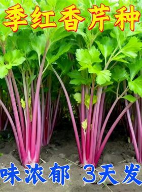红香芹种子紫玉红芹菜种籽红色紫色芹菜苗盆栽耐寒秋冬蔬菜四季