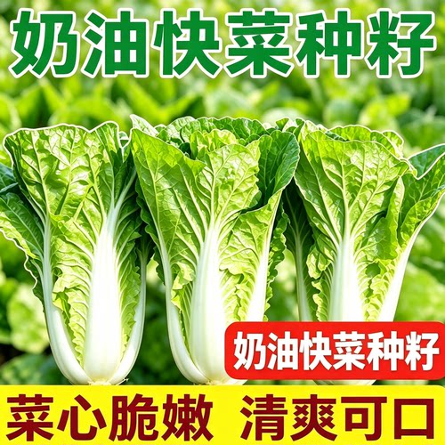 四季奶油白菜籽种大全快菜种籽青菜毛白菜小白菜种子蔬菜种子盆栽