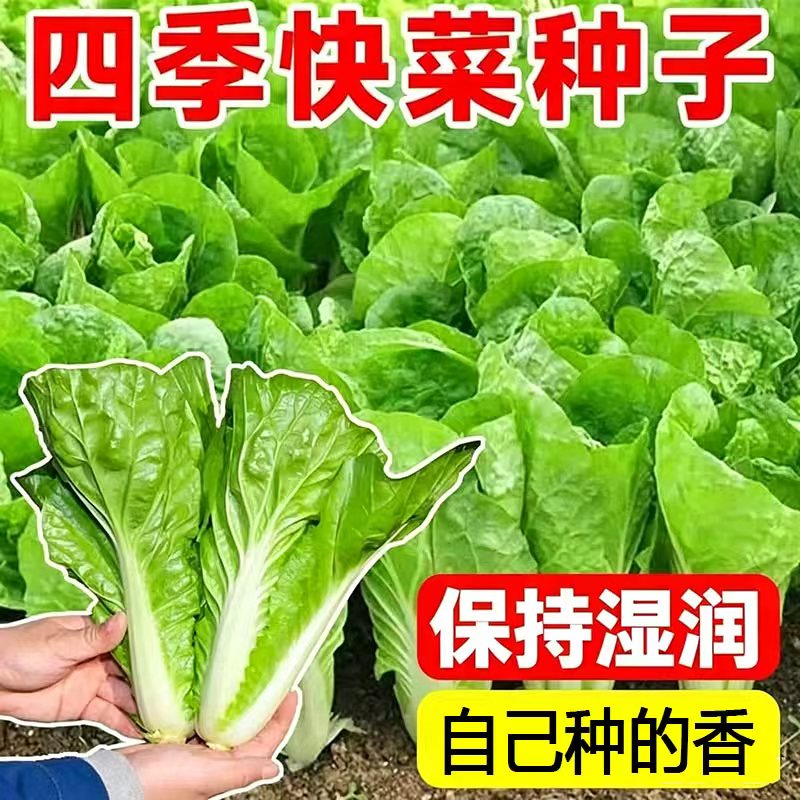 19天速生快菜四季奶油小白菜鲜嫩阳台小院高产耐热耐寒抗病蔬菜茽 - 实物图