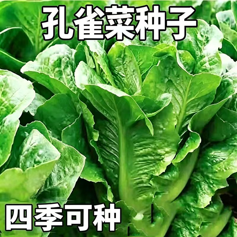 孔雀菜不生虫不打药生吃脆甜高营养直立生菜四季播生菜沙拉菜