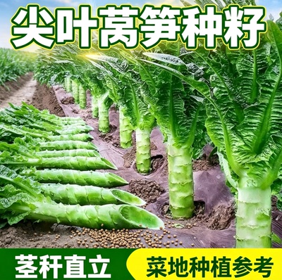 【今年新种】薄皮四季莴笋青皮青肉香莴笋耐热耐寒秋冬季蔬菜尖叶