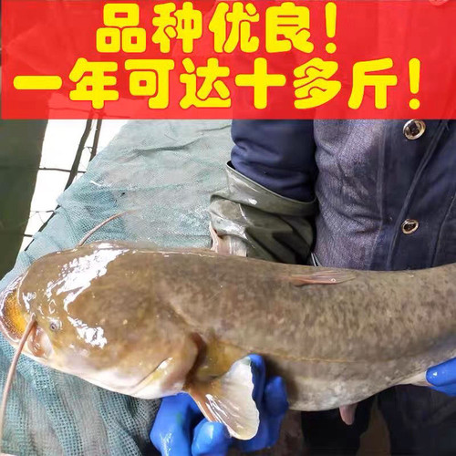 【正品保证】超大南方大口鲶超大2须鲶鱼耐寒食肉性鱼苗鲜活