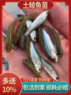 土鲮鱼苗优质鲮鱼苗淡水活体养殖麦鲮鱼泰鲮鱼苗可食用鲮公小鱼苗