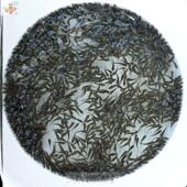 喂乌龟吃 小活鱼小型养殖鳄龟淡水鱼苗红龙龙鱼龟粮食用小鱼活饵