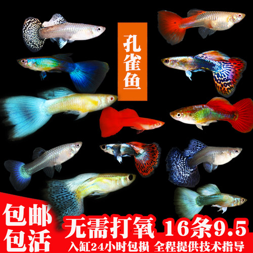 孔雀鱼灯科鱼胎生鱼热带淡水鱼小型观赏鱼斑马金鱼活体杂袍不打氧