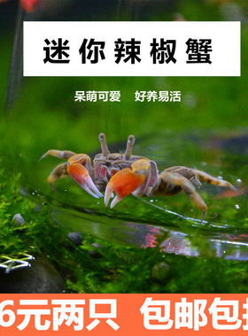 迷你蟹辣椒蟹活体螃蟹宠物小蟹观赏蟹活物除藻淡水蟹鱼缸爬行动物