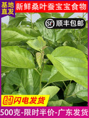 顺丰 包邮 桑叶新鲜500克桑树嫩叶桑叶喂蚕宝宝饲料食物养蚕1斤广东
