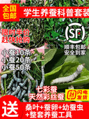 科普蚕学生宝宝套装 儿童养蚕活体幼虫蚕卵活物金丝七彩小蚕彩色茧