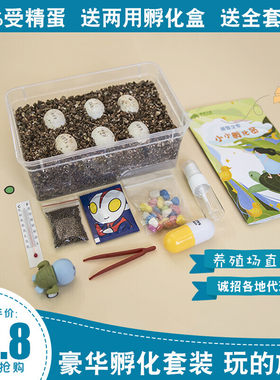 整套DIY受精乌龟蛋可孵化活物饲养萌宠孩子礼物好养的小动物科学