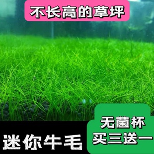 活体水草鱼缸造景前景草日本迷你牛毛正宗迷你牛毛牛毛毡无菌杯装