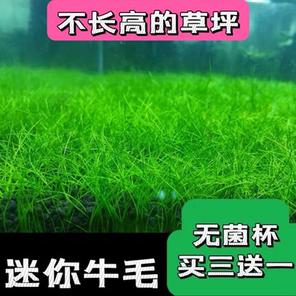 活体水草鱼缸造景前景草日本迷你牛毛正宗迷你牛毛牛毛毡无菌杯装
