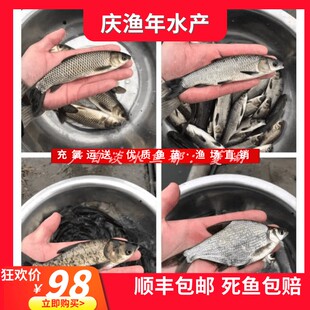 鲫鱼青鱼草鱼鲢鱼鳙鱼鳊鱼苗四大家鱼黄颡鱼苗淡水养殖打氧包邮
