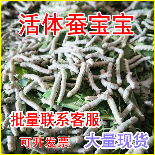 蚕宝宝活体金丝彩色白幼蚕蝉龄学生养蚕儿童桑春蚕1龄2龄3龄
