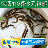 台湾小泥鳅苗泥鳅鱼鲜活乌龟龙鱼黑鱼活鱼金鳅筏钓鱼翘嘴养殖鱼苗