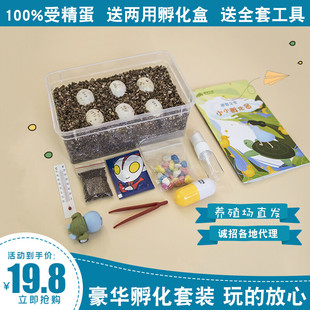 整套DIY受精乌龟蛋可孵化饲养套装小萌宠儿童节礼物科学实验魔盒