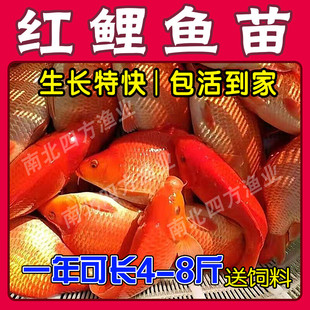 大品种优质兴国红鲤鱼苗荷包红鲤鱼可食用可观赏淡水养殖活体包活