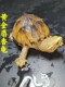 麝香龟深水龟鱼缸混养迷你宠物龟观赏龟蛋龟剃刀龟水产活物小乌龟