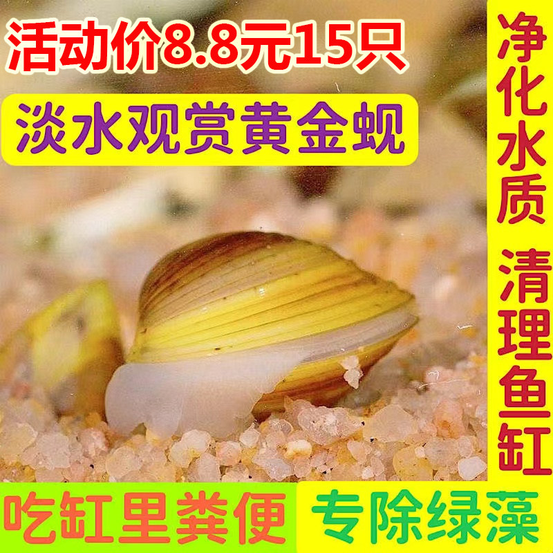 观赏黄金小河蚌河蚬专吃鱼缸鱼粪螺