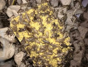 白蟋蟀黑蟋蟀针头蟋蟀活体蛐蛐油葫芦龙鱼角蛙守宫蜥蜴蜘蛛鸟食