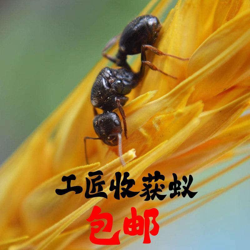施王蚁馆 工匠收获蚁 活体宠物蚂蚁2026年新后 吃种子的蚂蚁 包邮
