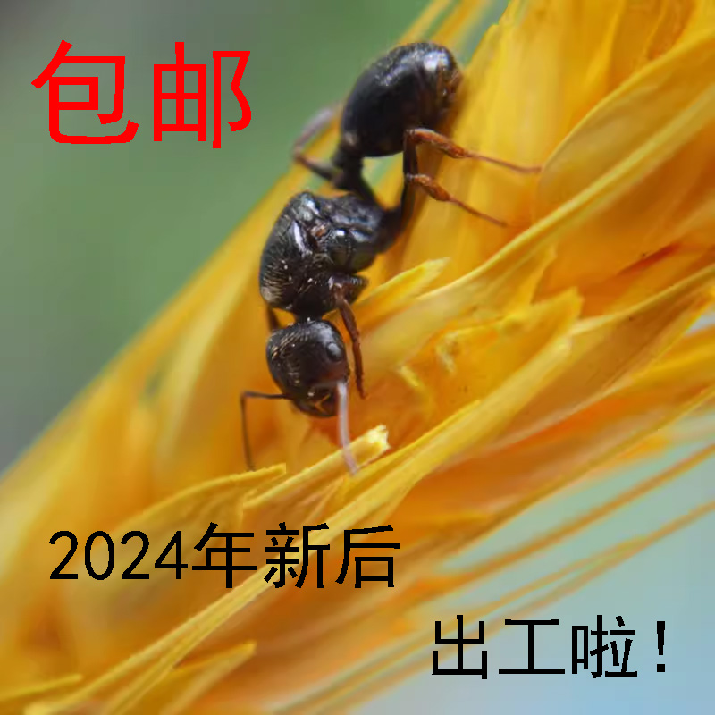 施王蚁馆 工匠收获蚁 活体宠物蚂蚁2024年新后 吃种子的蚂蚁 包邮